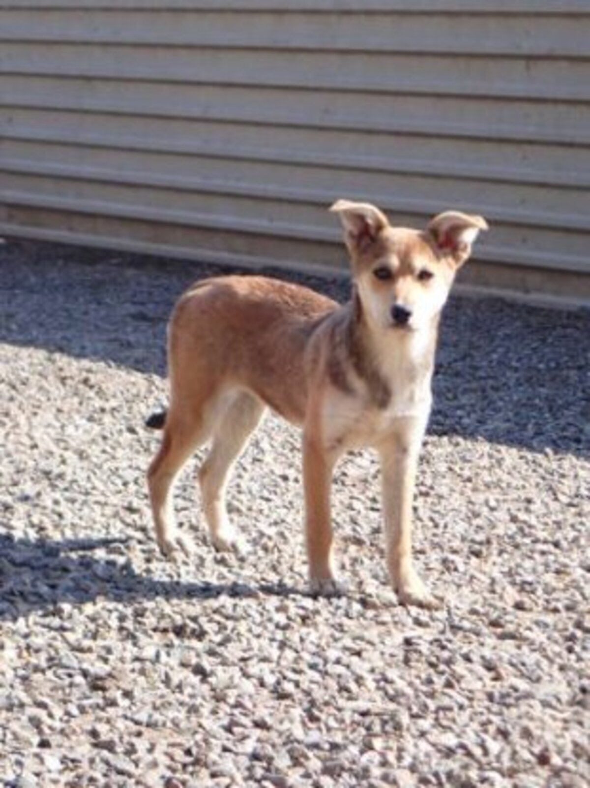 Adoption Vitanie