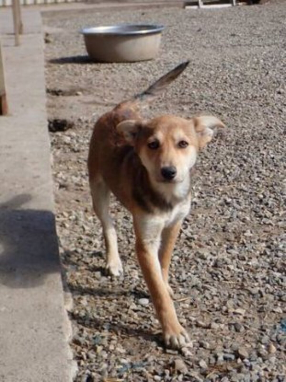 Adoption Vitanie