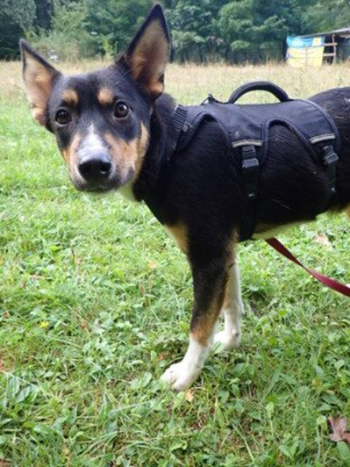Adoption Vito