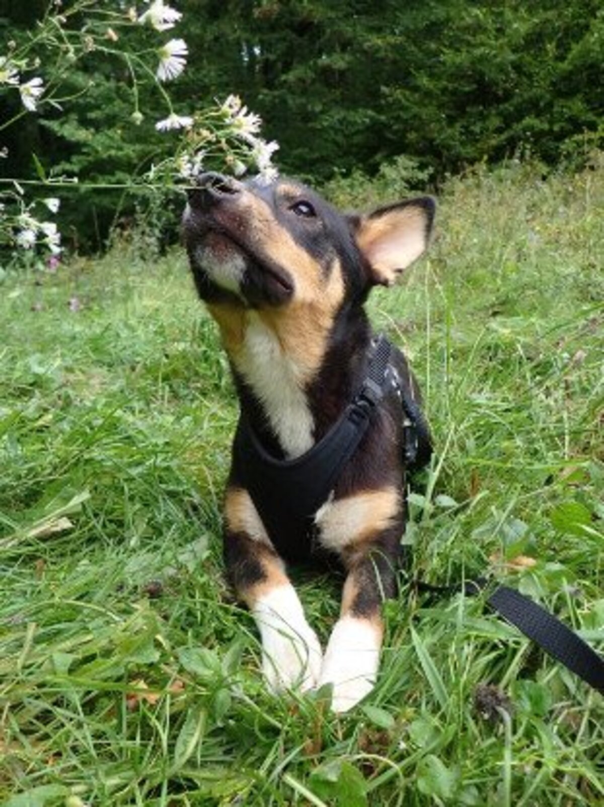 Adoption Vito