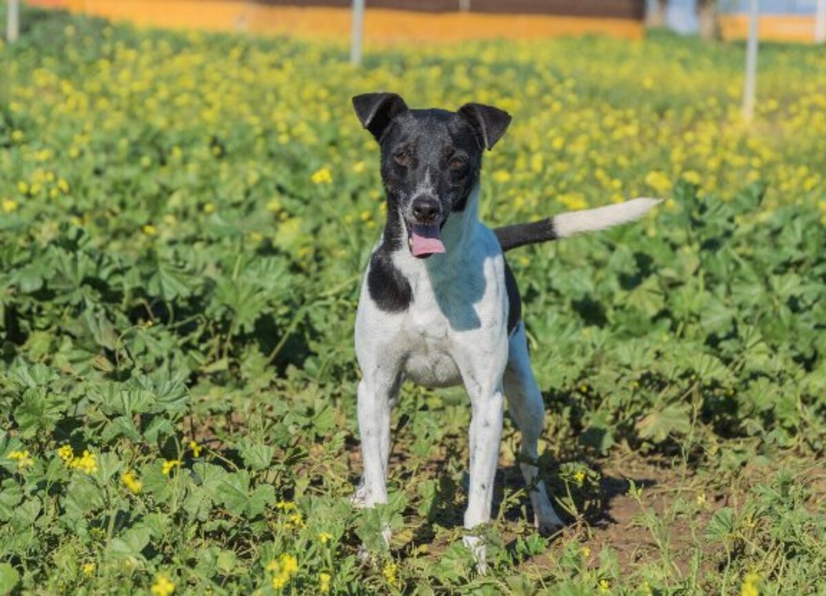 Adoption Vito