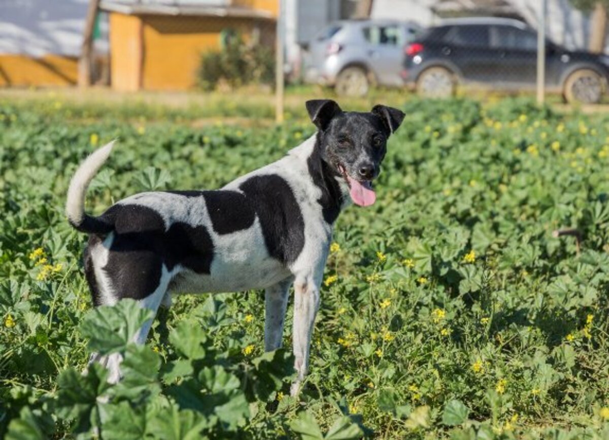 Adoption Vito