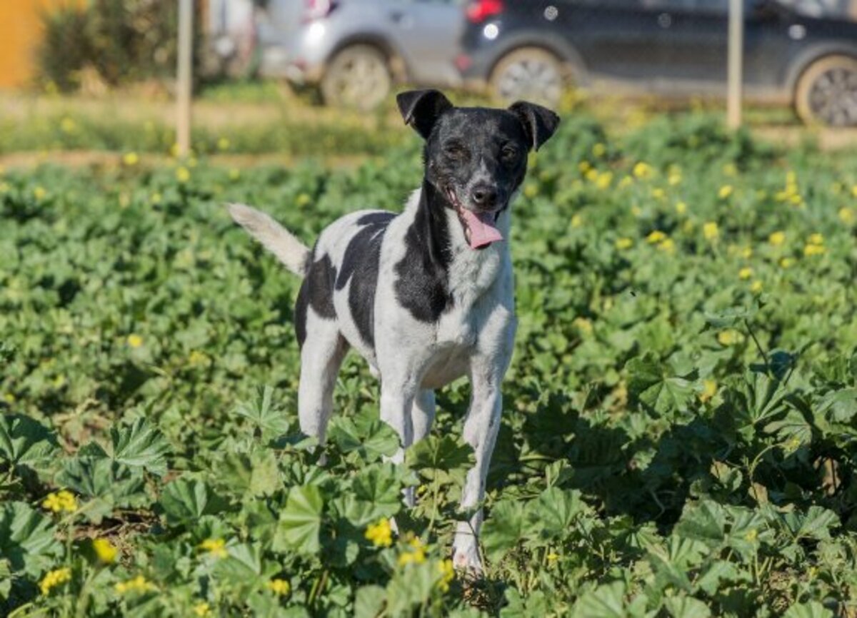 Adoption Vito