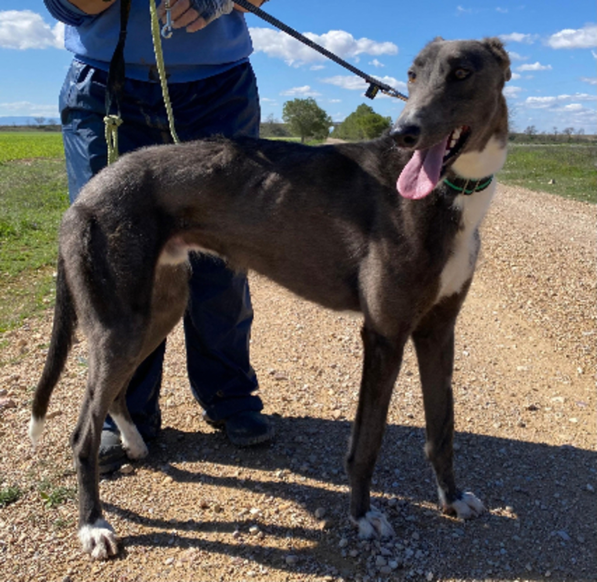 Adoption Vito