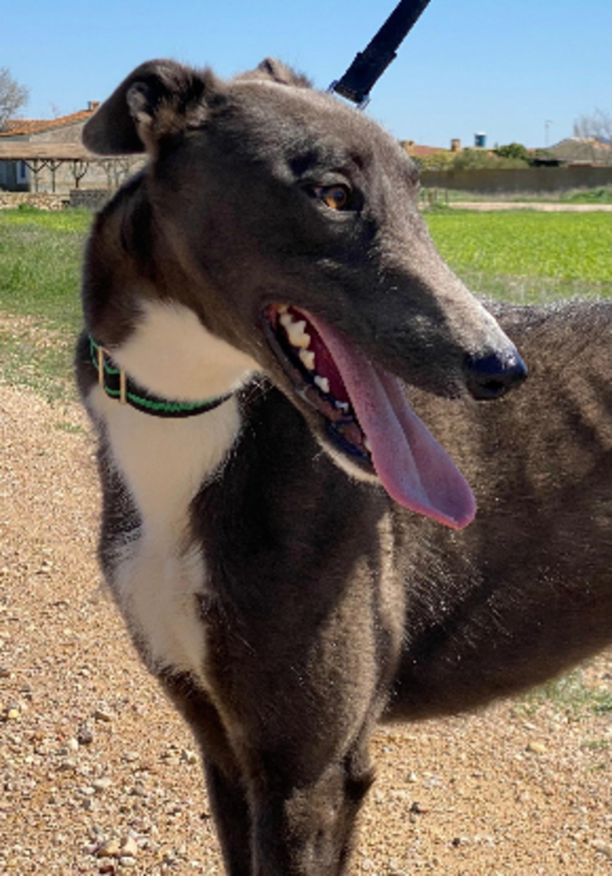 Adoption Vito