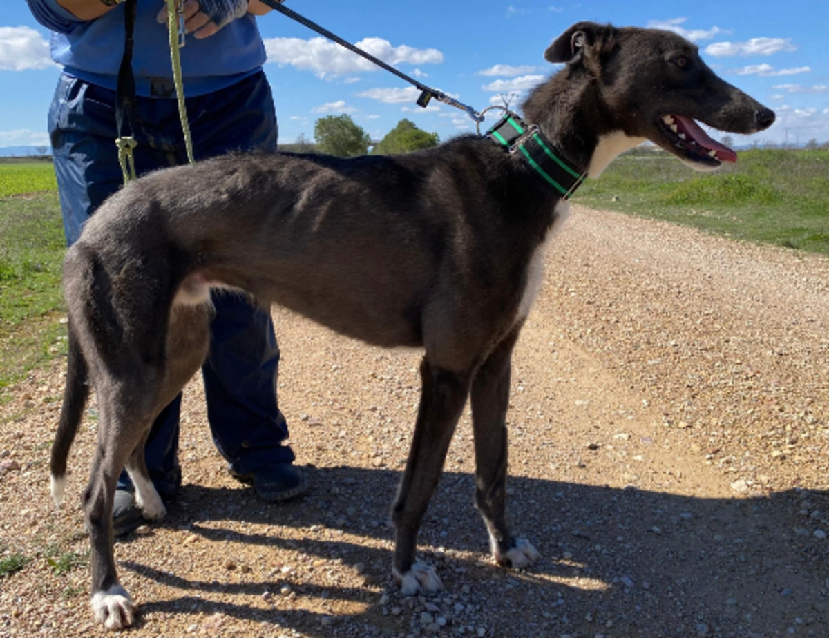 Adoption Vito