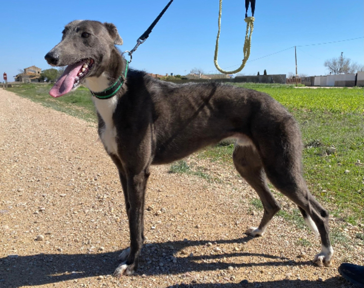 Adoption Vito