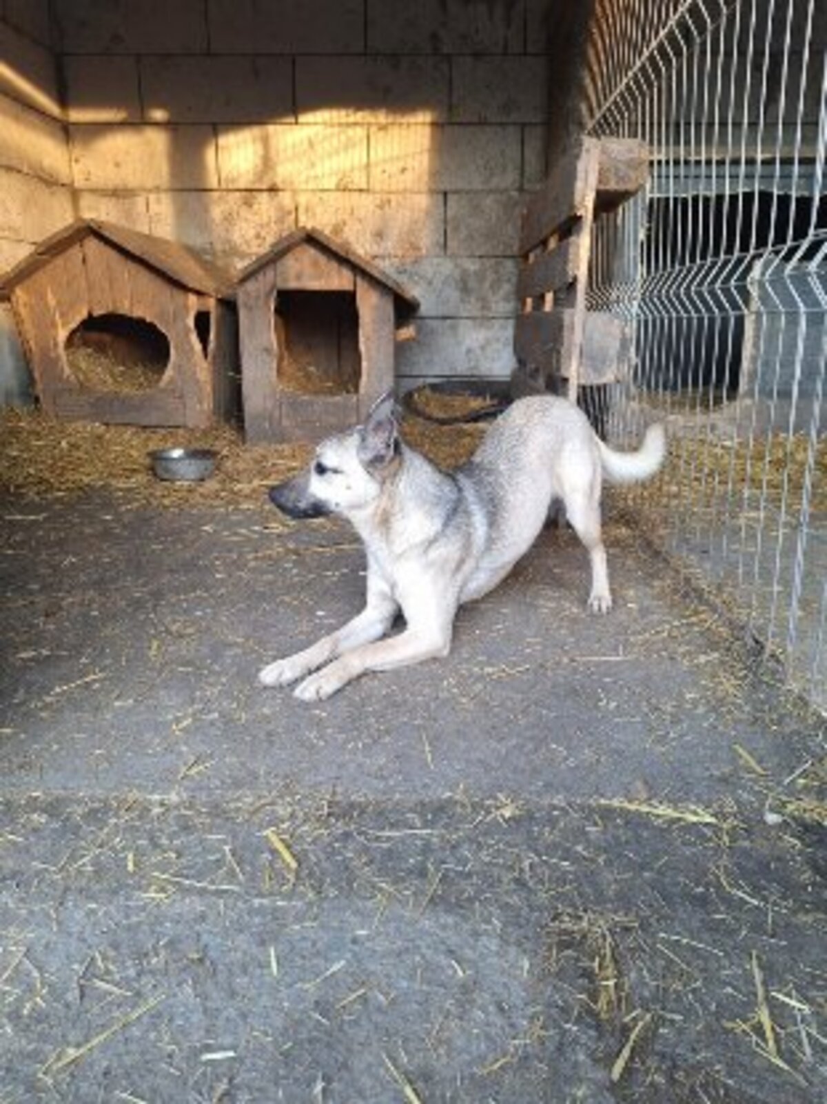 Adoption Vulca