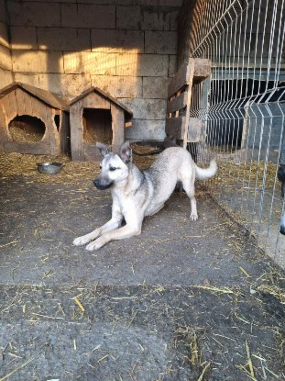Adoption Vulca
