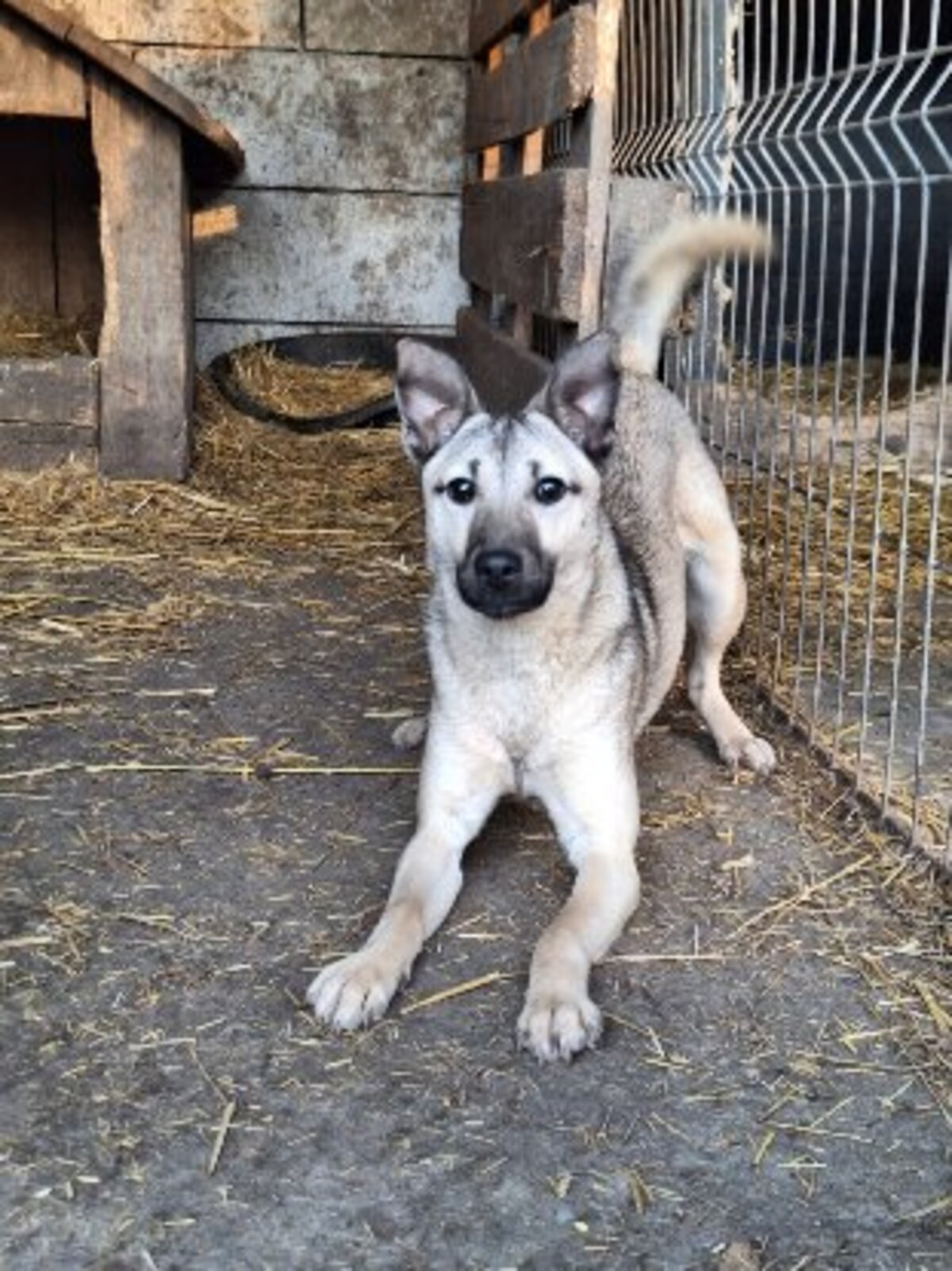 Adoption Vulca