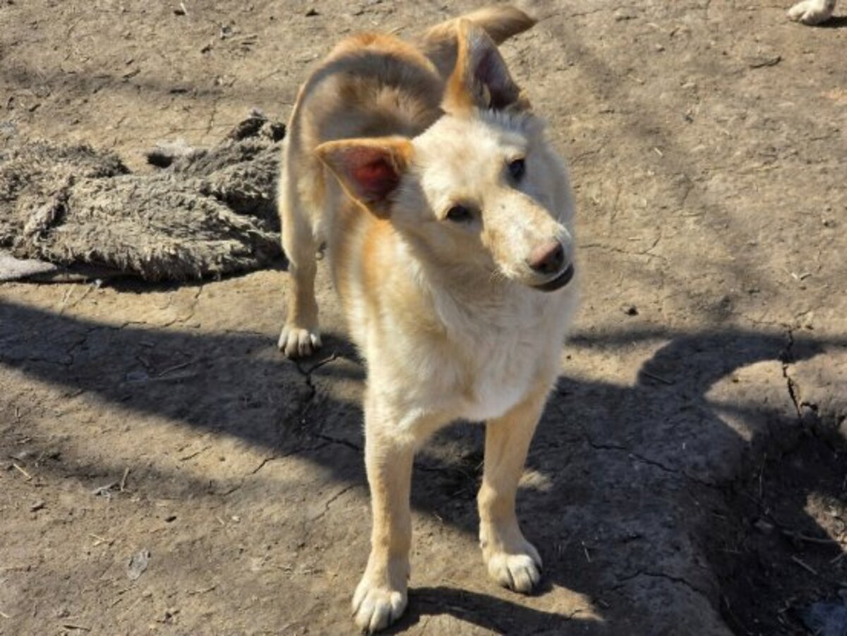 Adoption Warrior