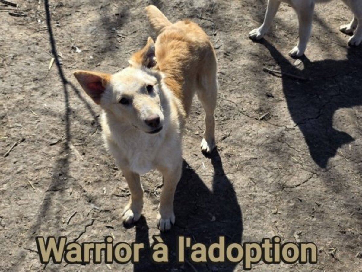 Adoption Warrior