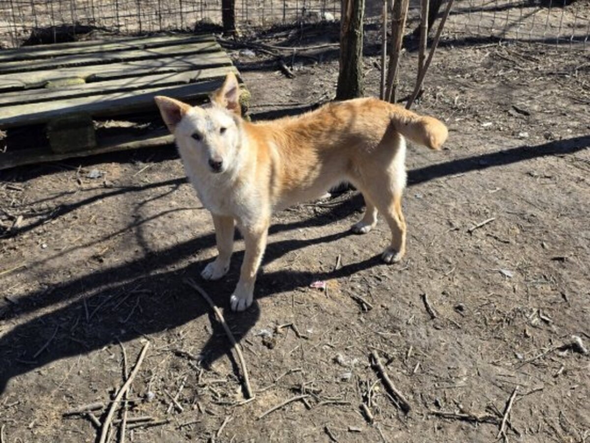 Adoption Warrior