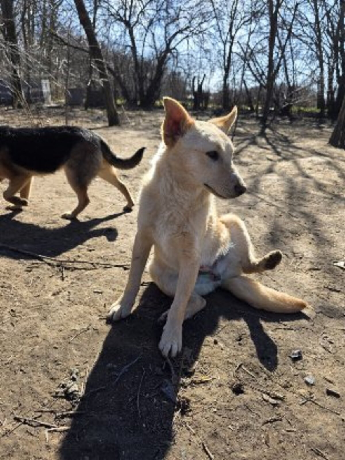 Adoption Warrior