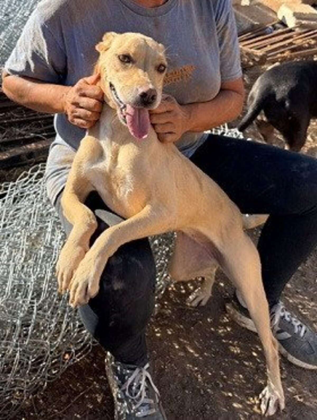 Adoption Wendy