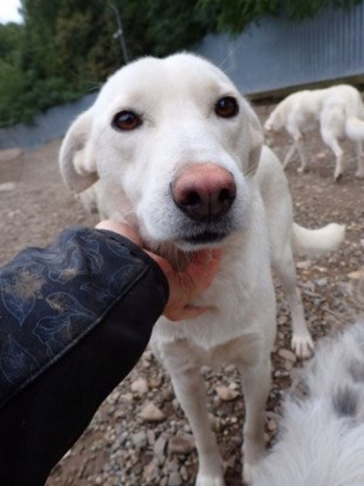 Adoption Wikie