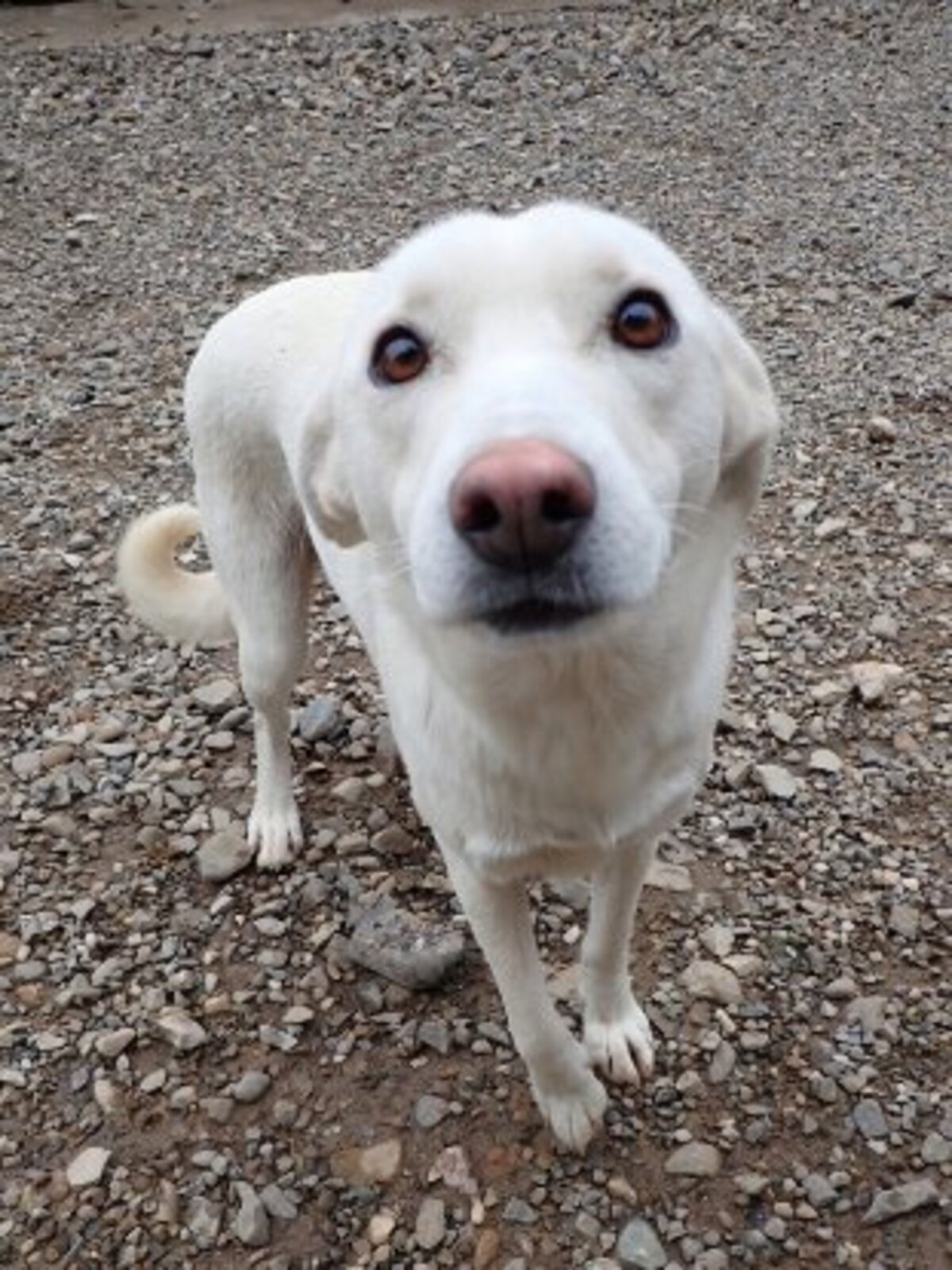 Adoption Wikie
