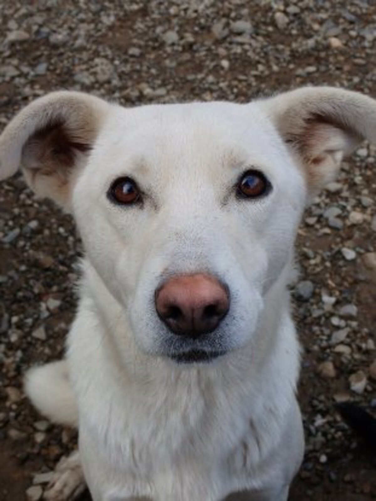 Adoption Wikie