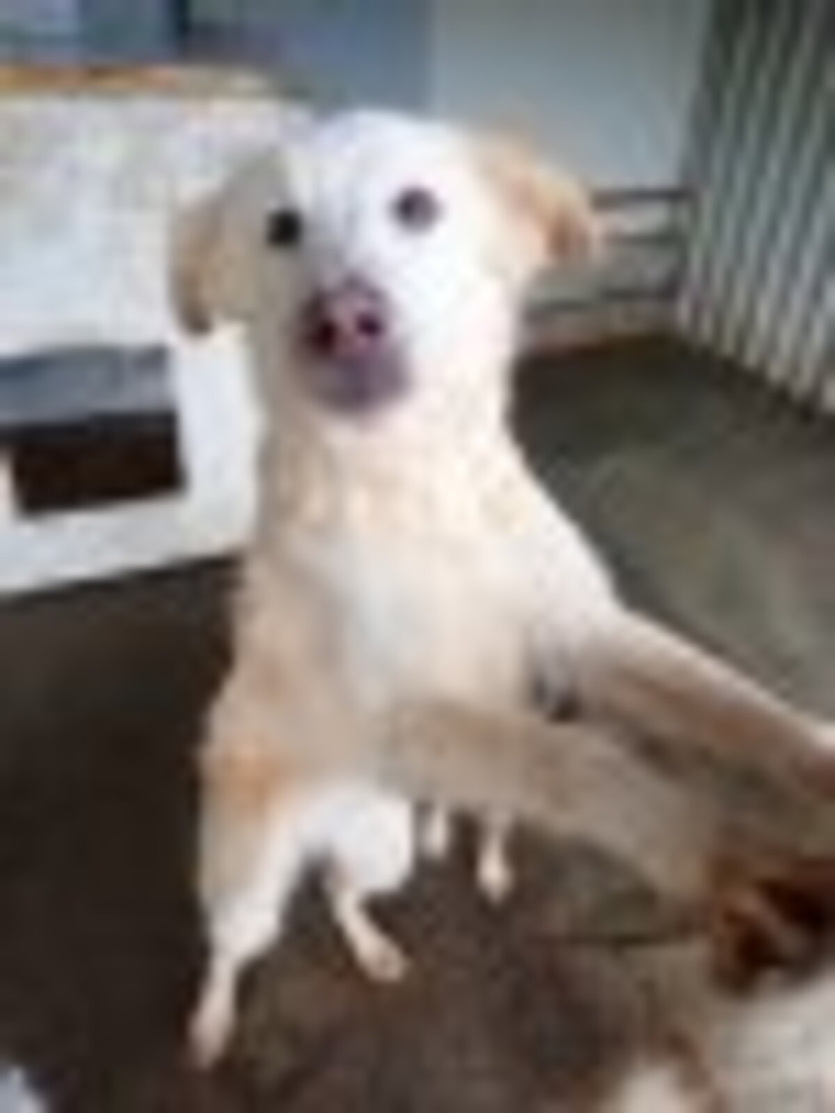 Adoption Wilson