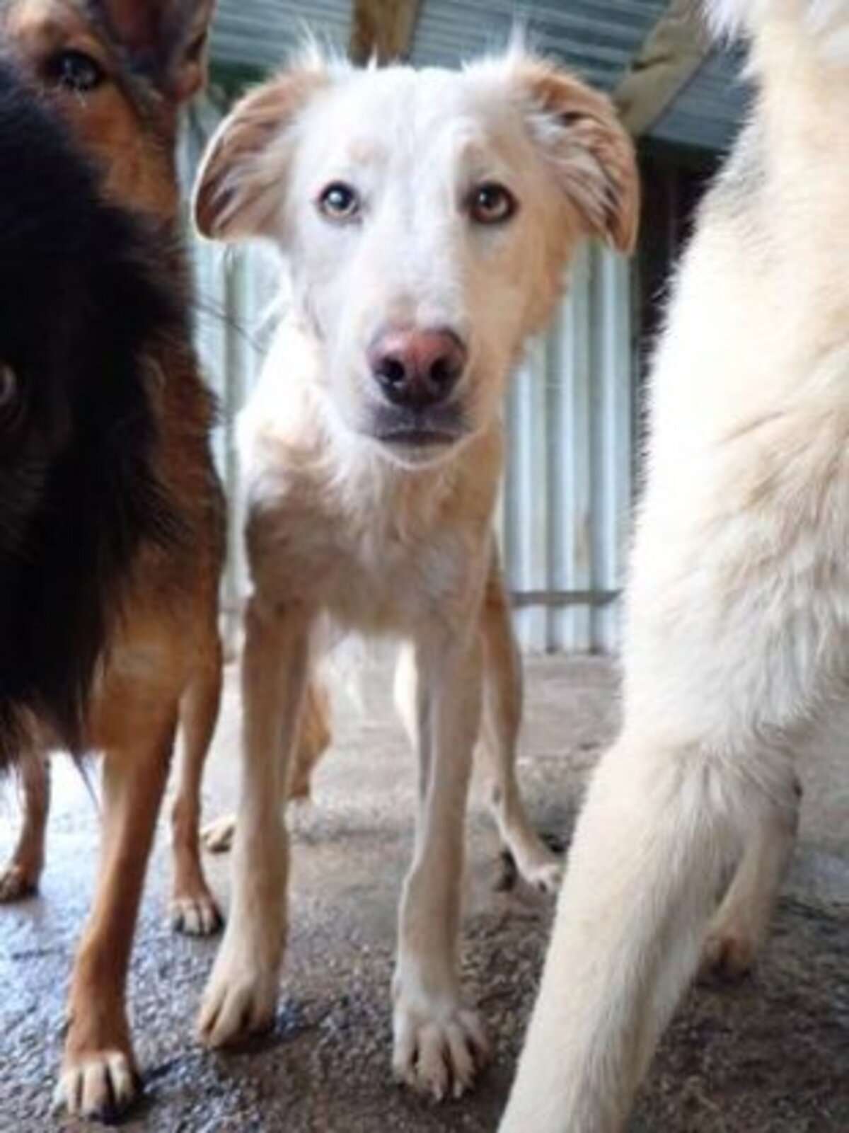 Adoption Wilson