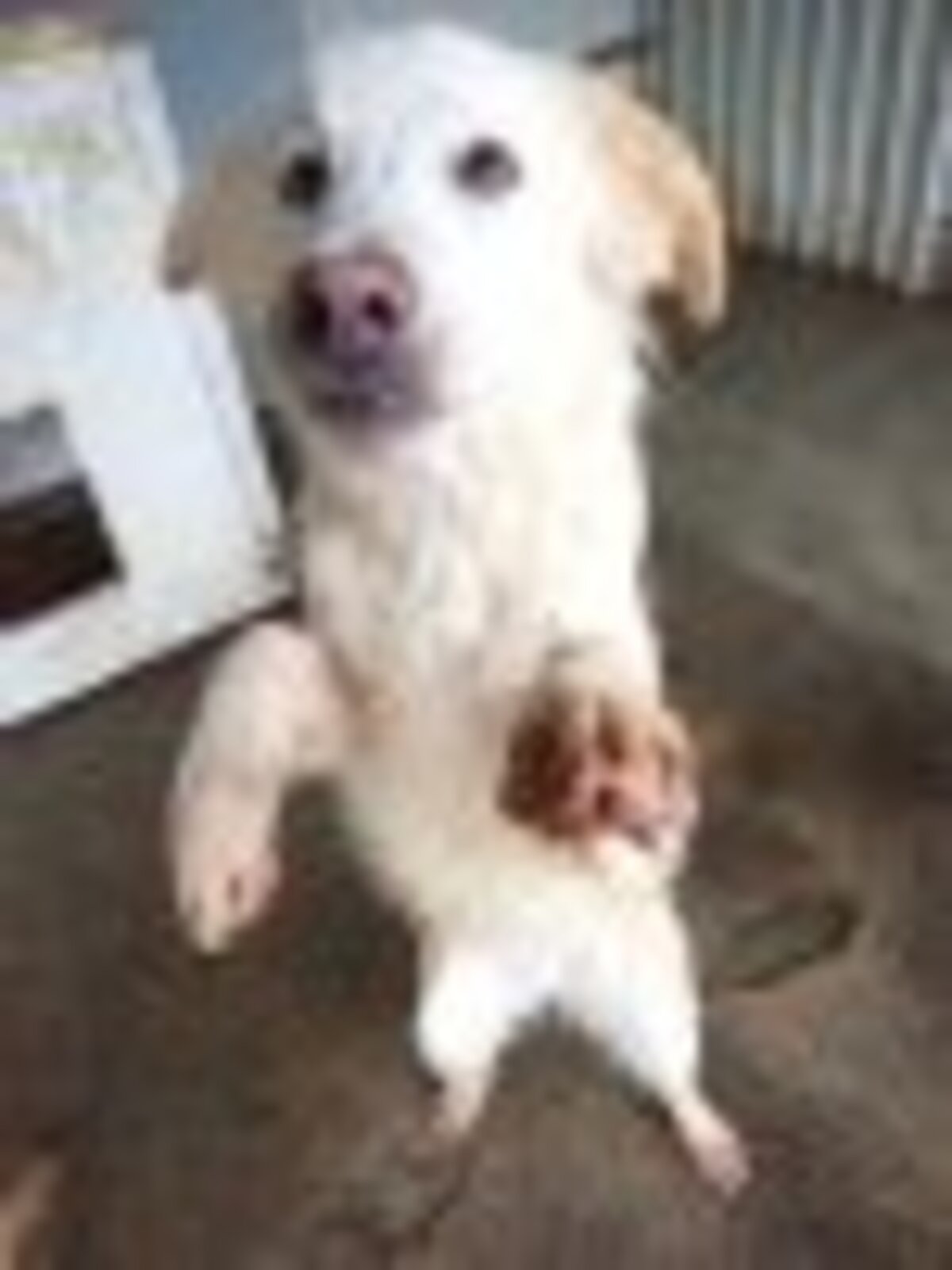 Adoption Wilson