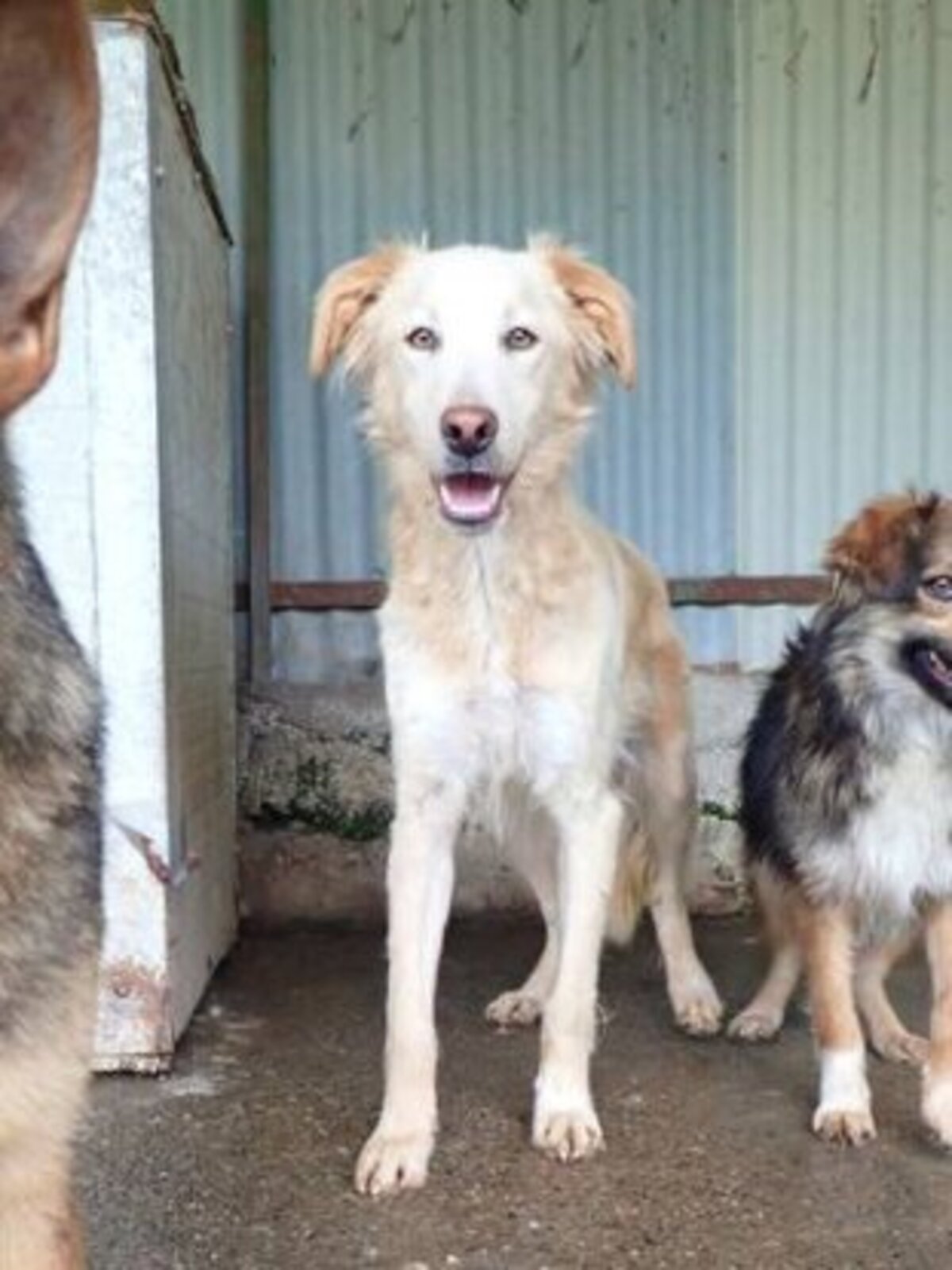 Adoption Wilson