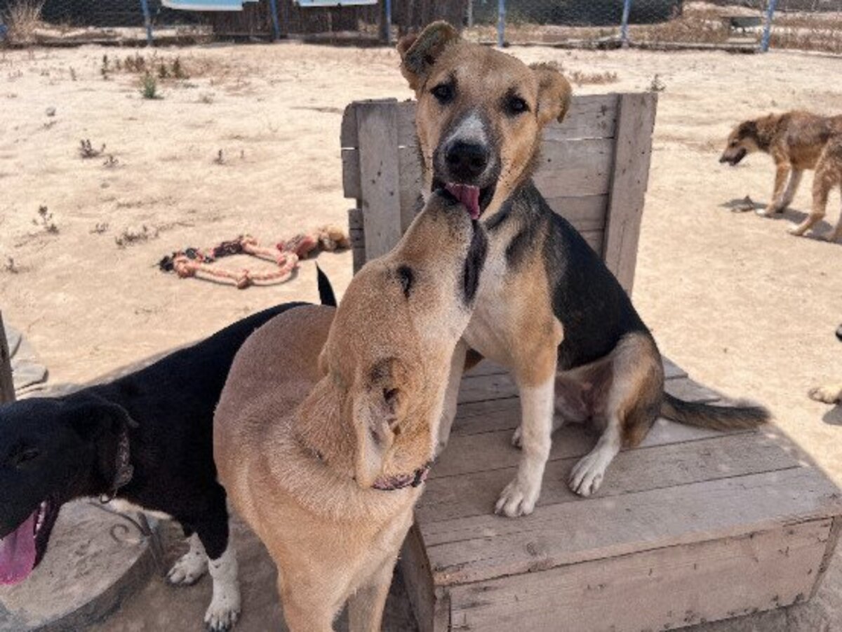 Adoption Winny