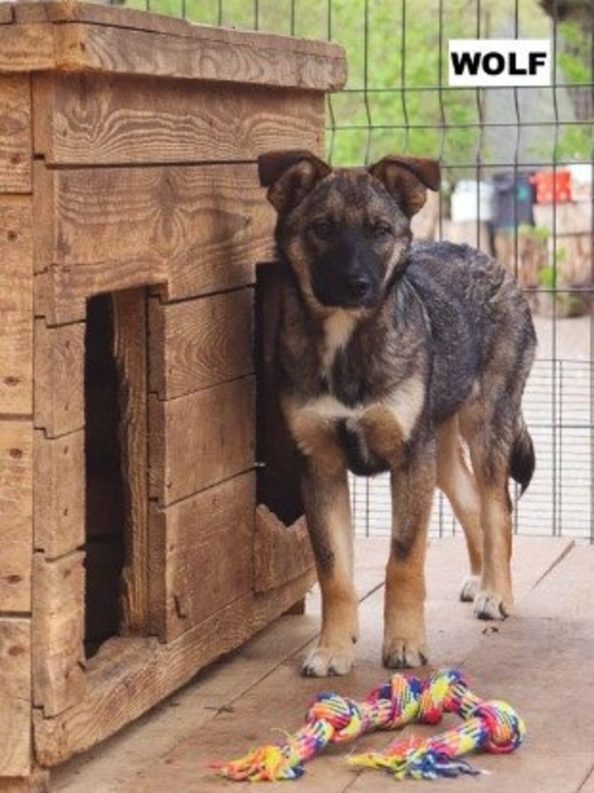 Adoption Wolf