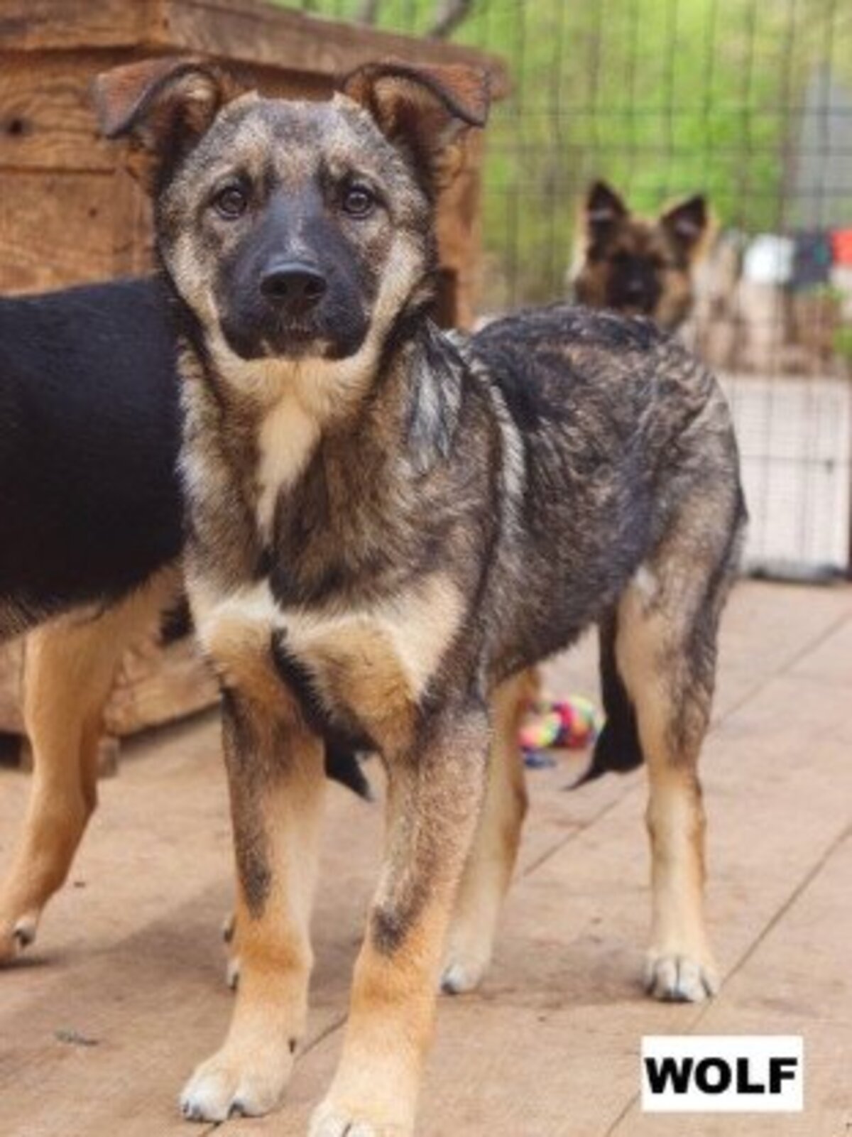 Adoption Wolf