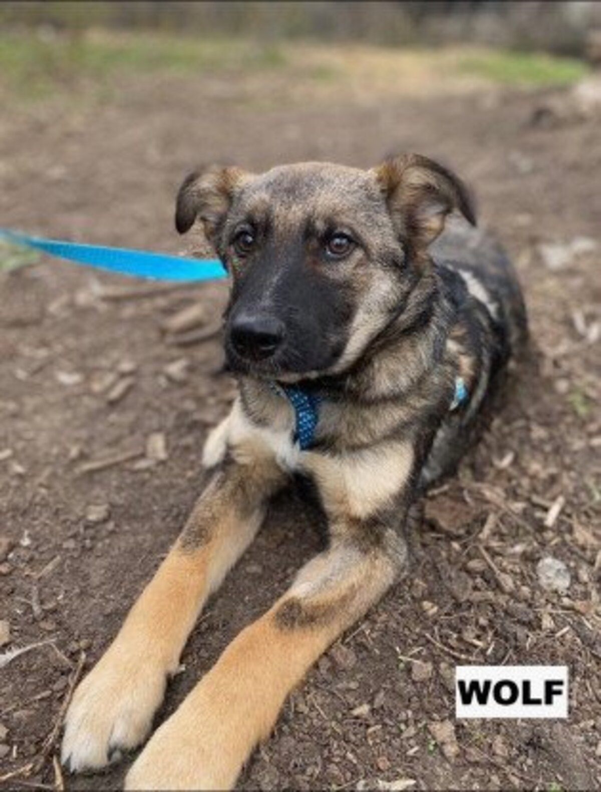 Adoption Wolf