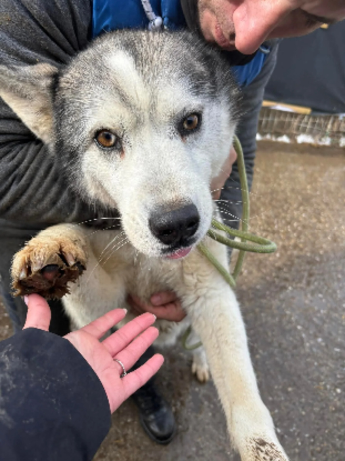 Adoption Wolf