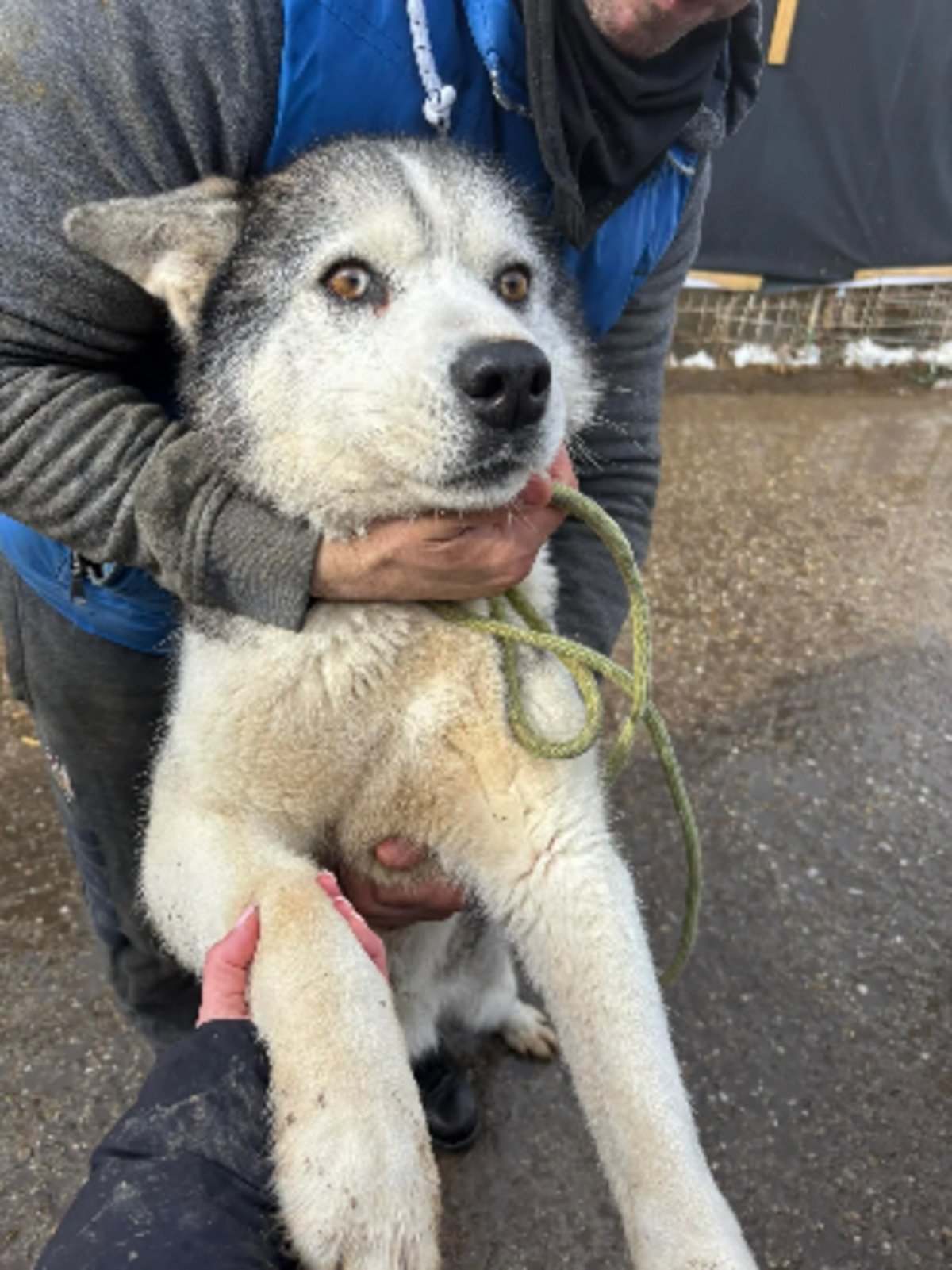 Adoption Wolf