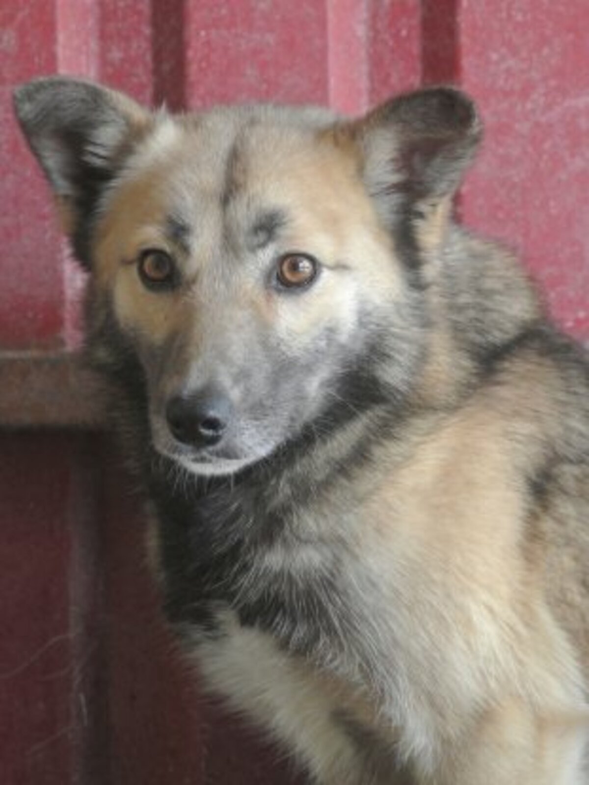 Adoption Wolfie