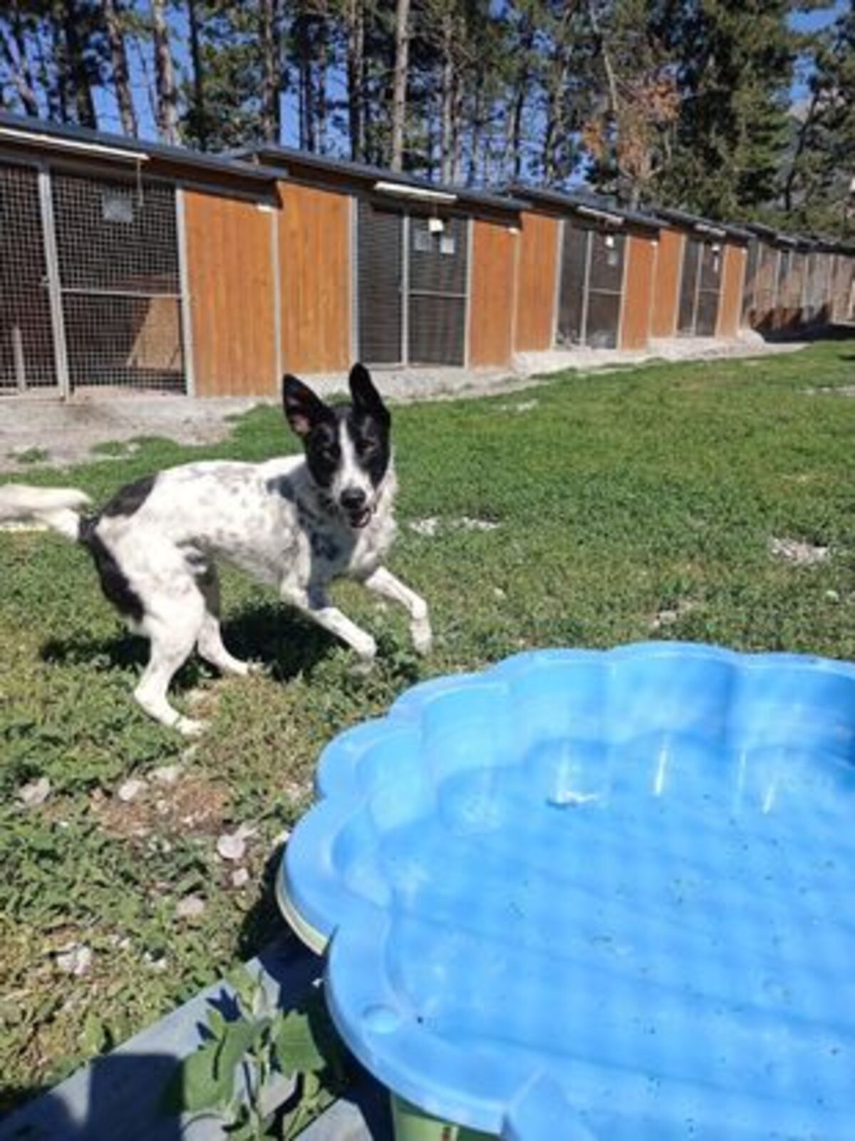 Adoption Wouapy