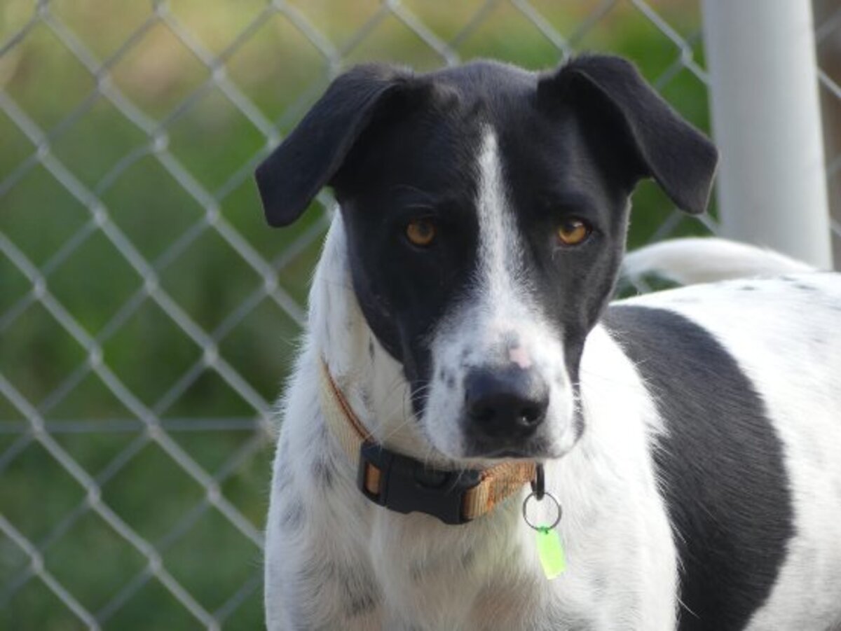 Adoption Wouapy