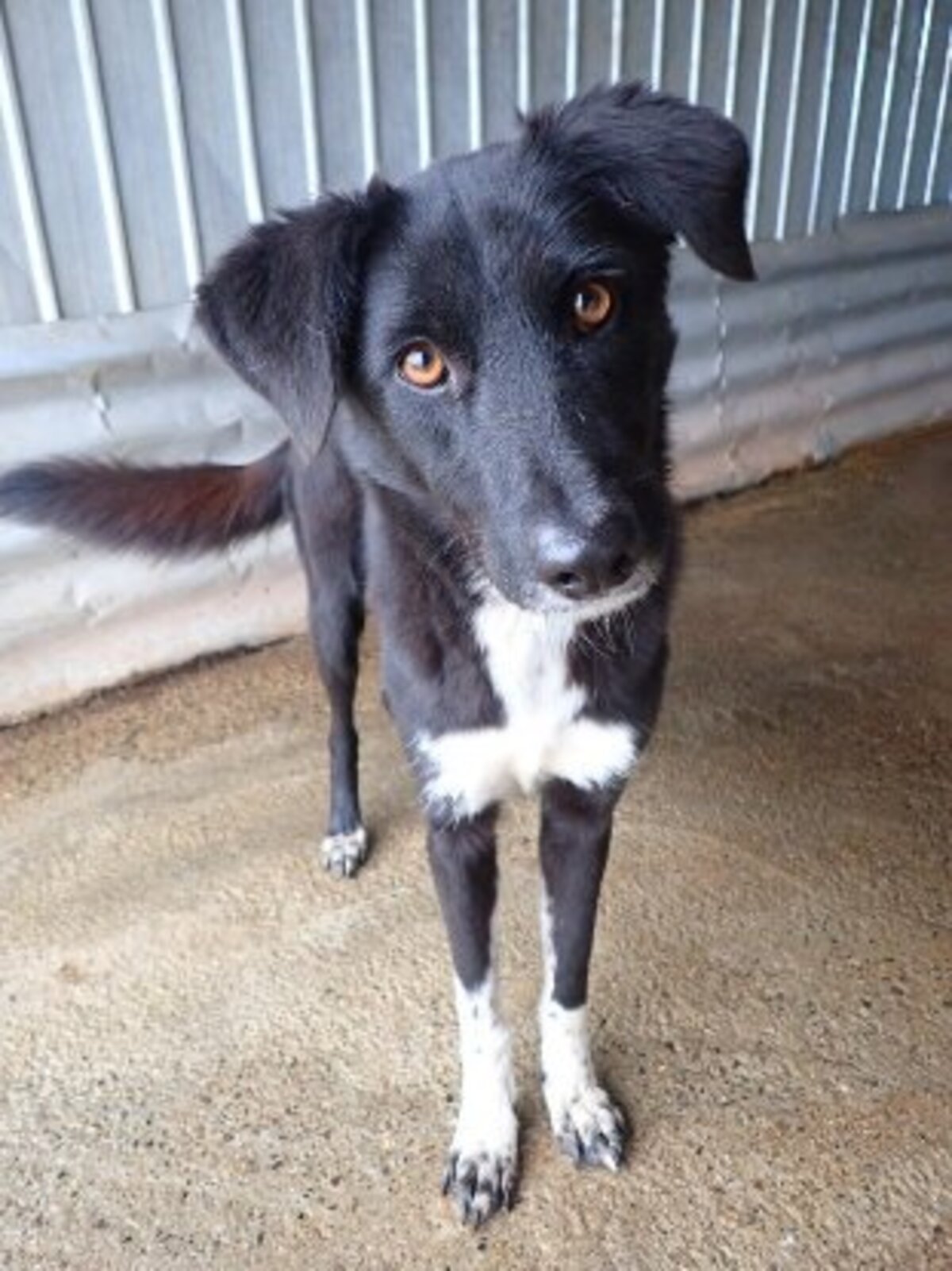 Adoption Yami