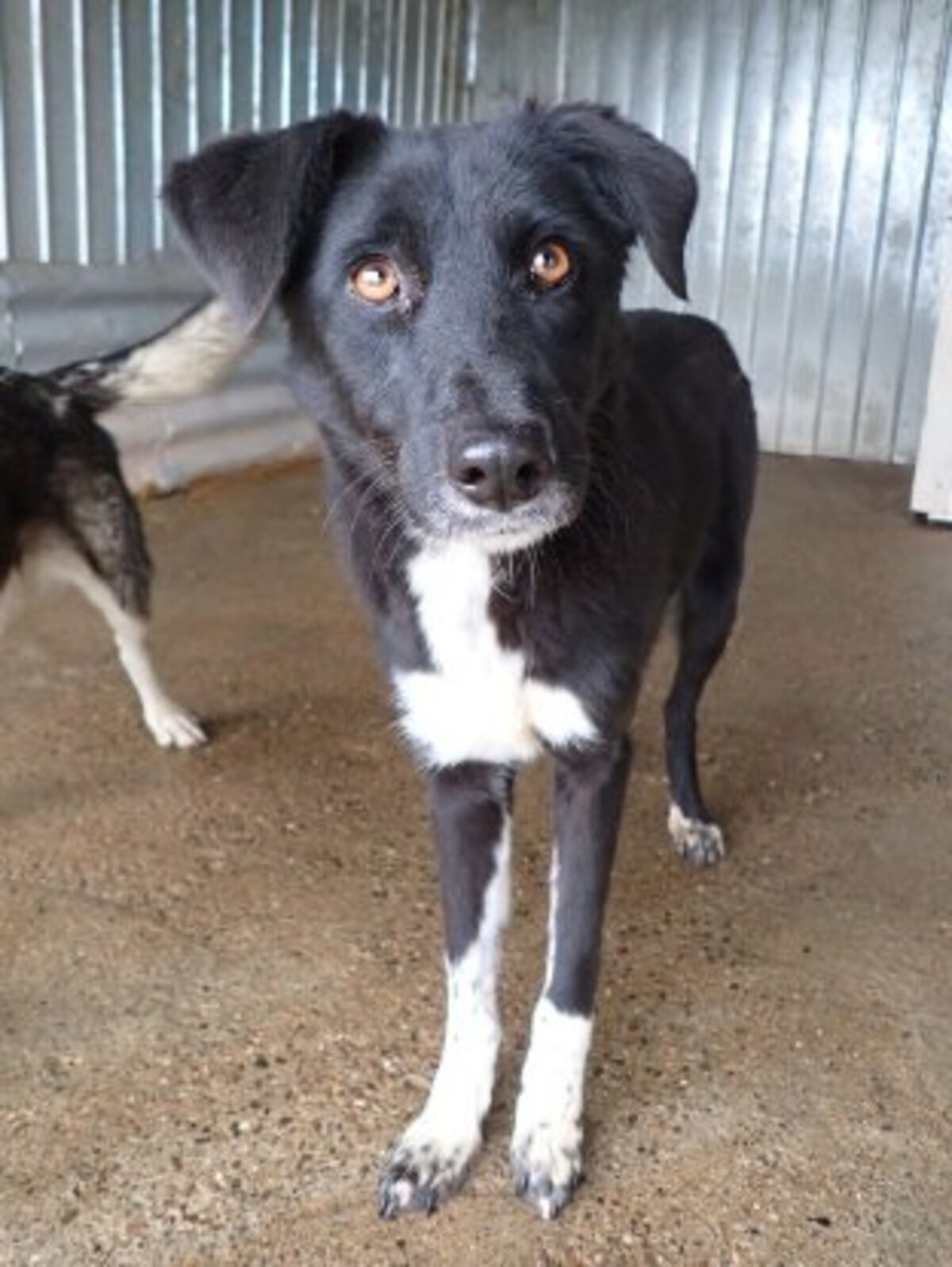 Adoption Yami
