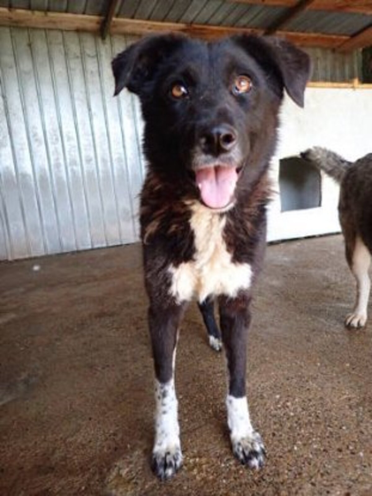 Adoption Yami
