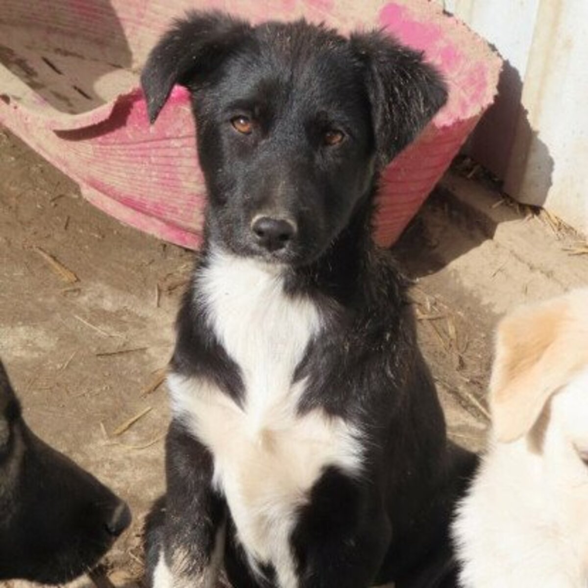 Adoption Yami