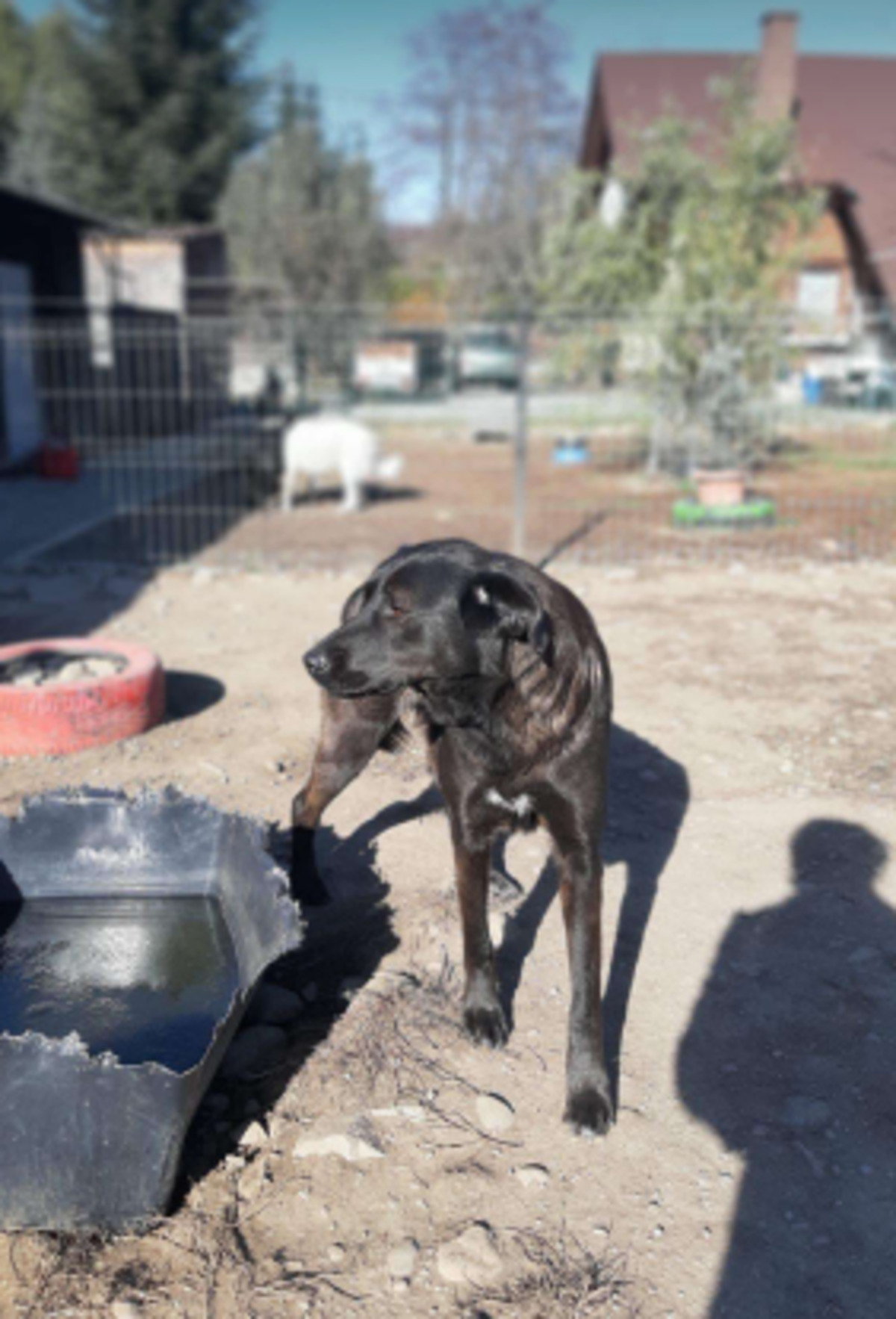 Adoption Yanna