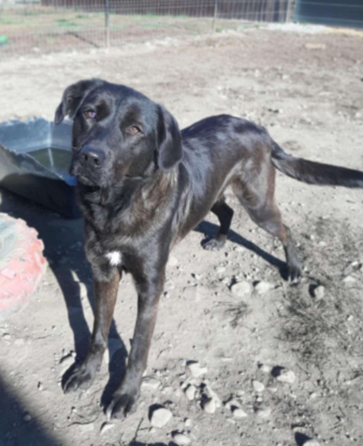 Adoption Yanna