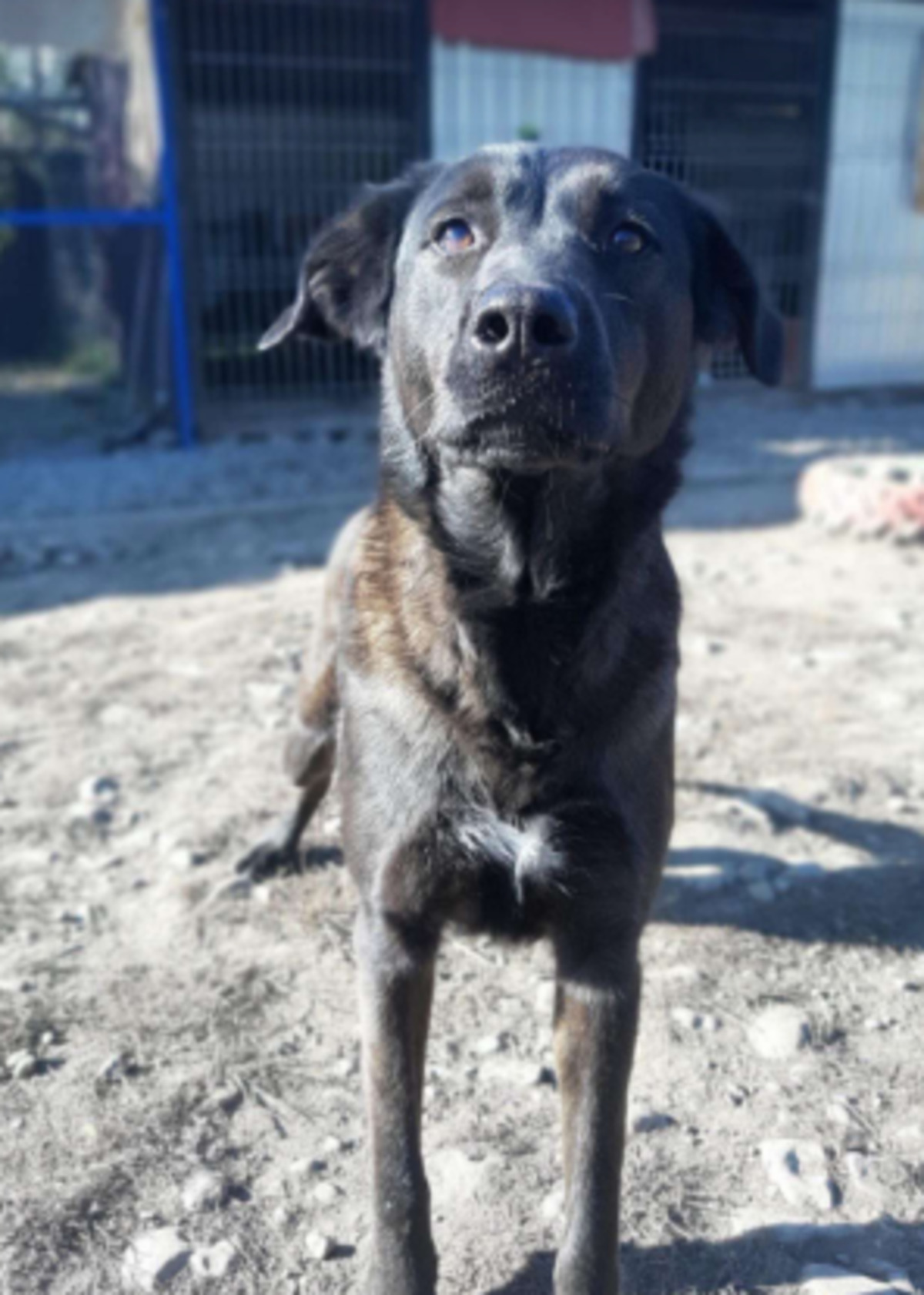 Adoption Yanna