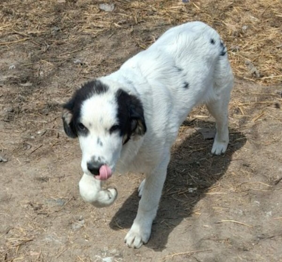 Adoption Yanos
