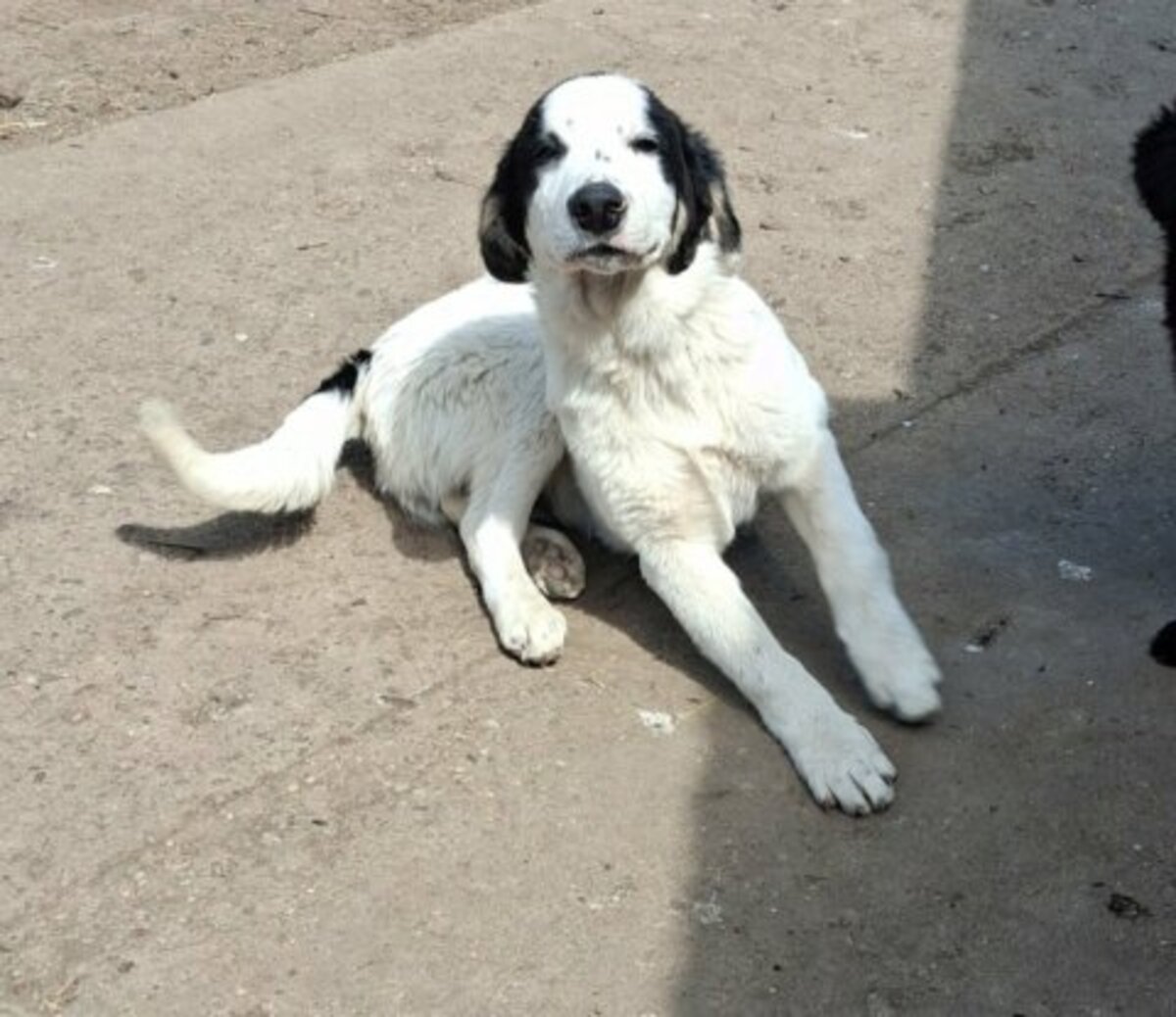 Adoption Yanos