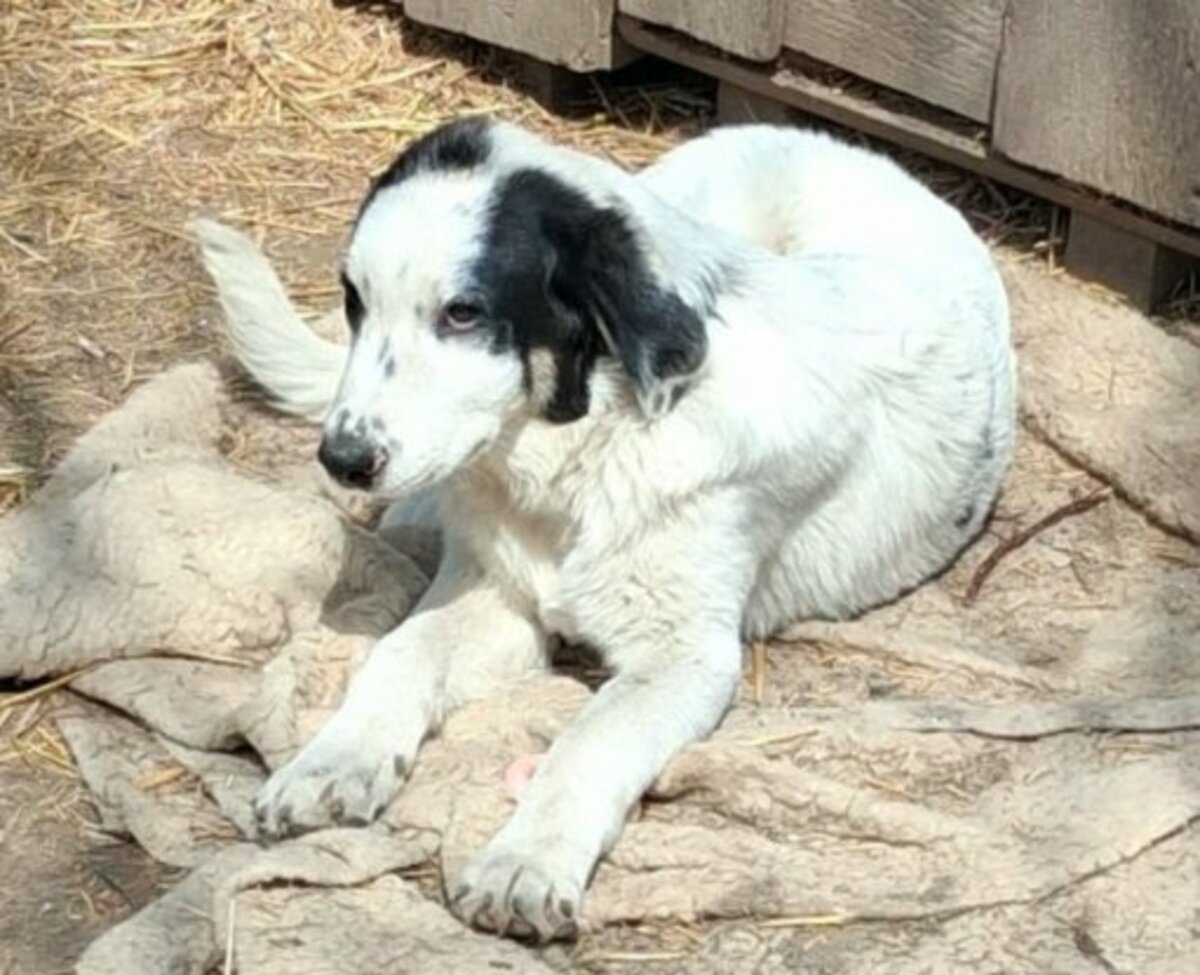 Adoption Yanos