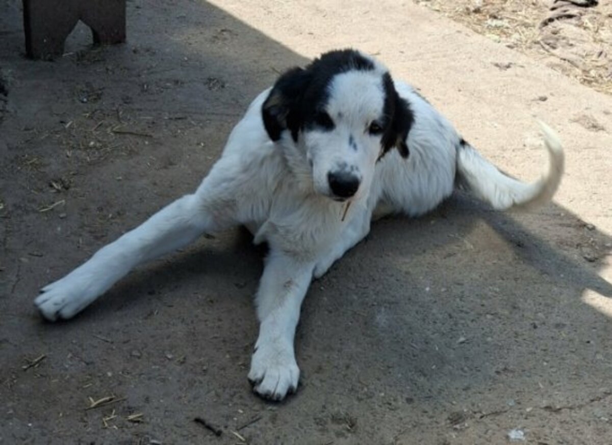 Adoption Yanos