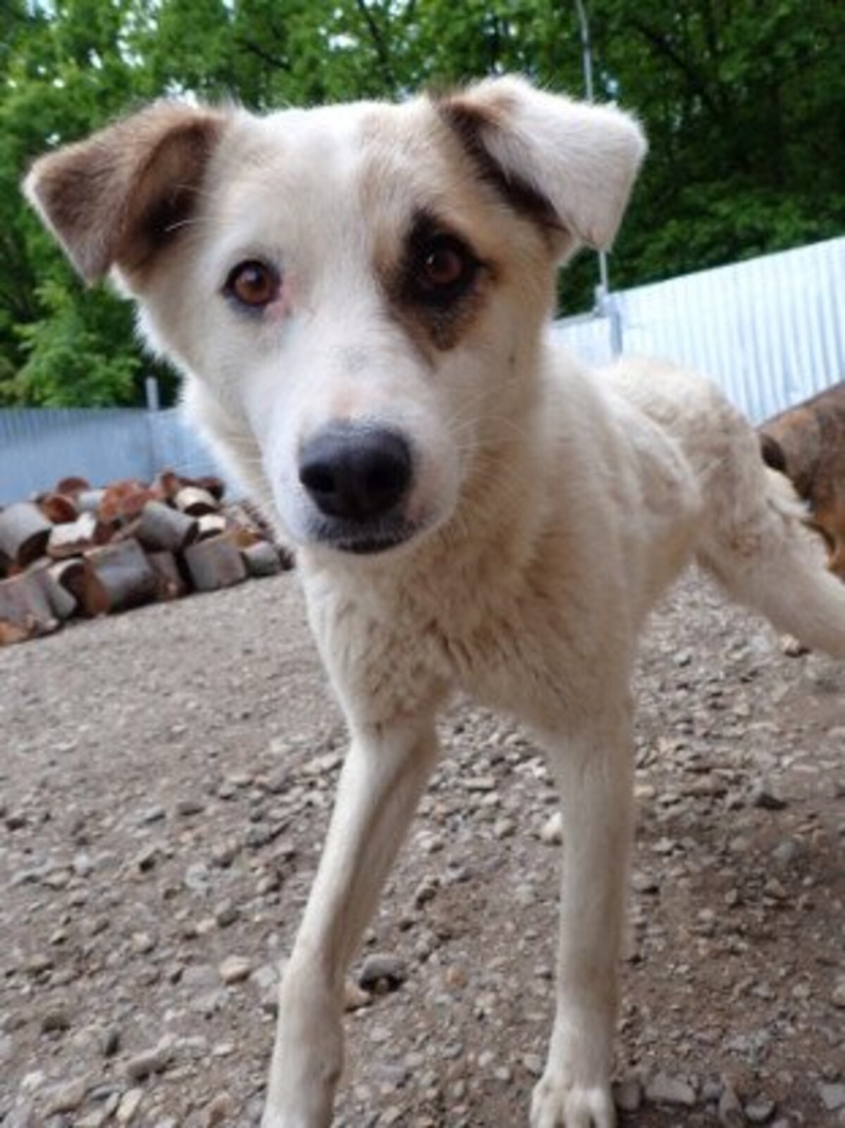Adoption Yellow