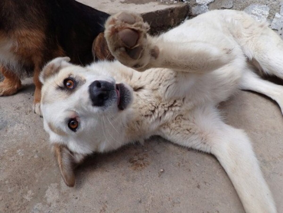 Adoption Yellow