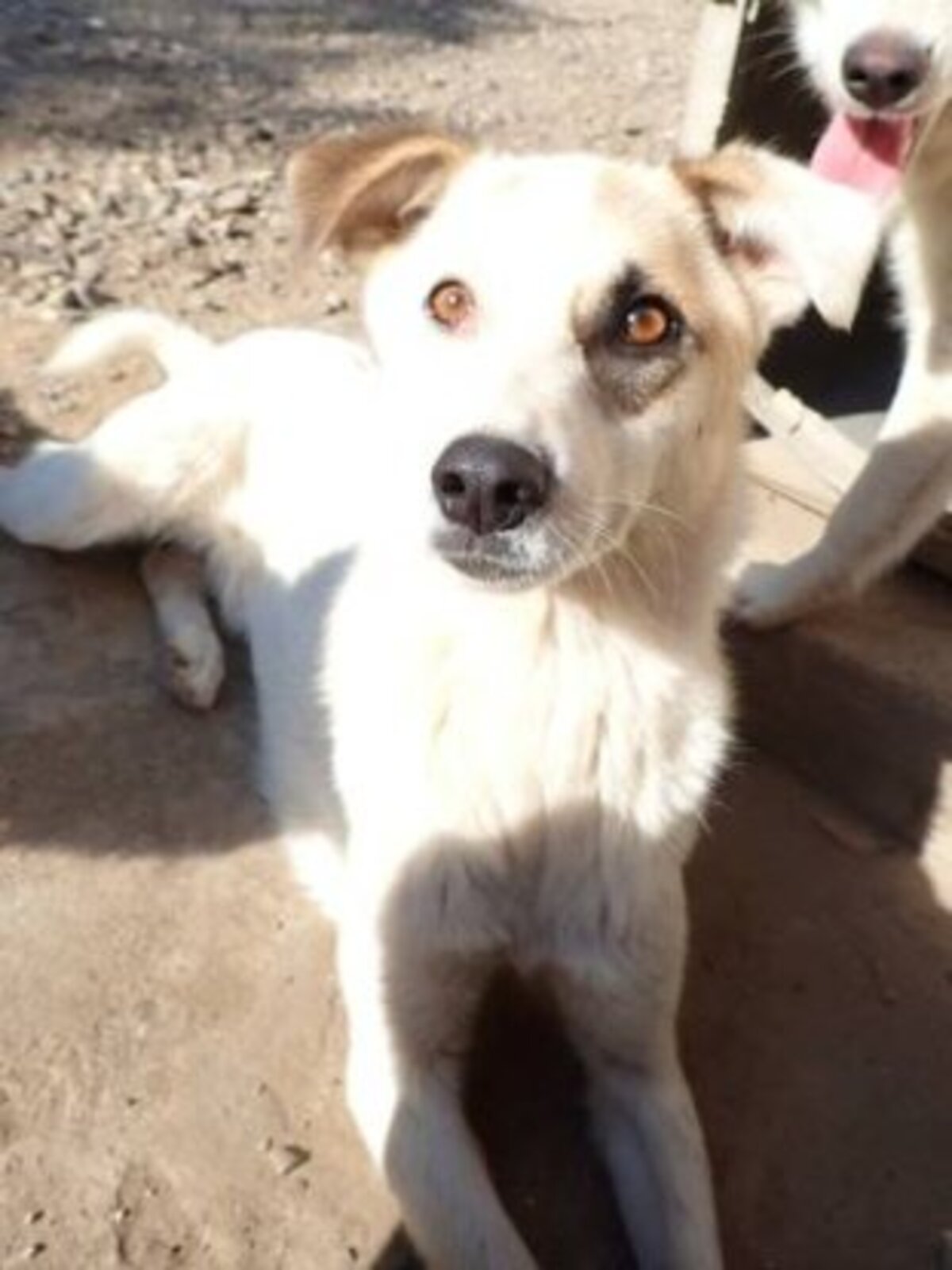 Adoption Yellow