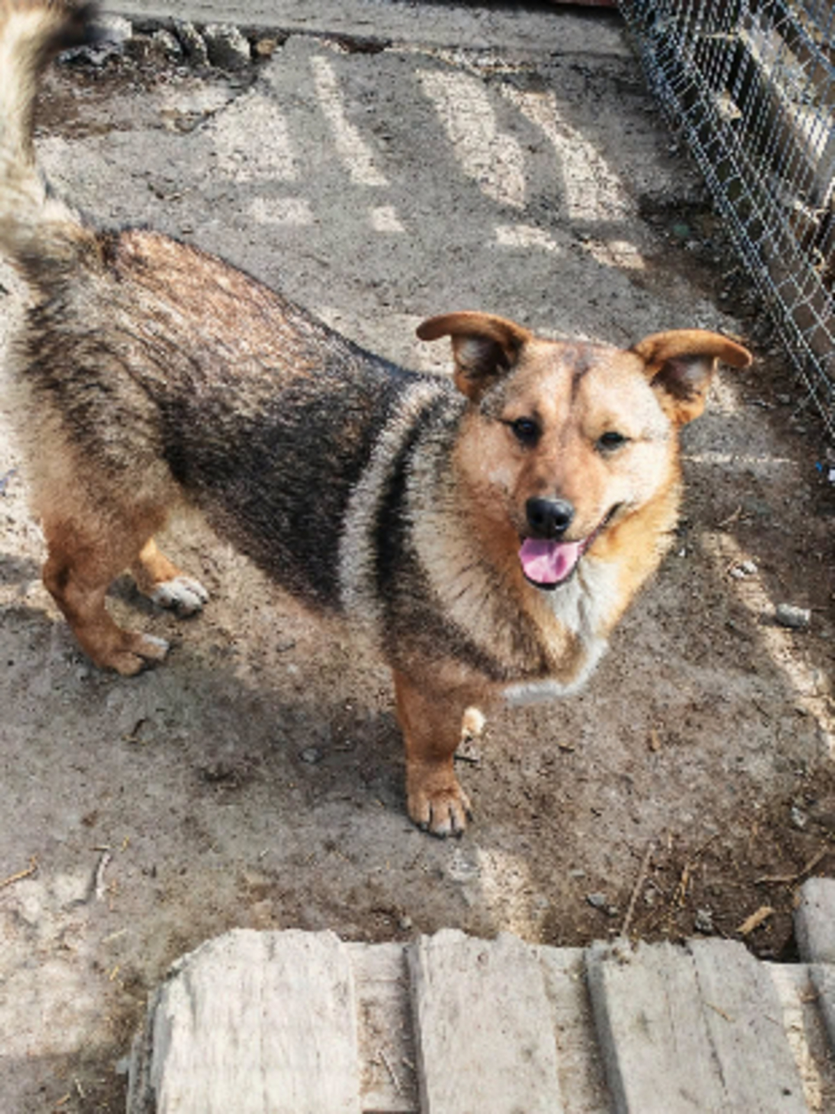 Adoption Ylva